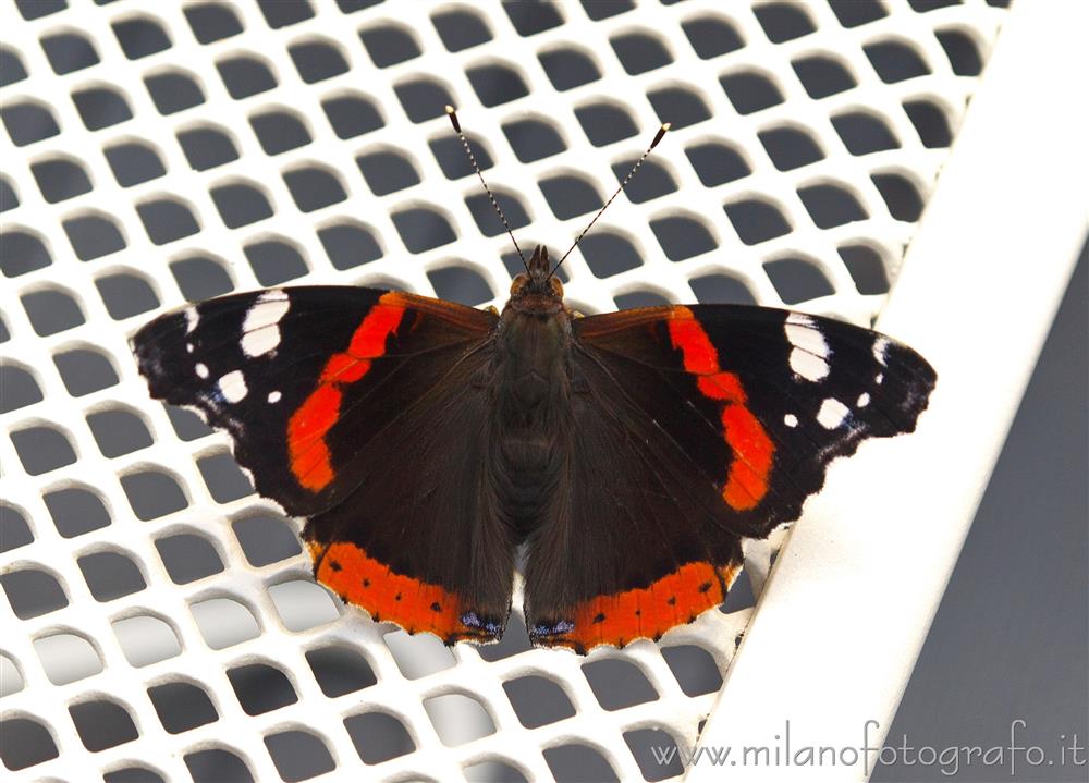 Milano - Vanessa atalanta al Bar Bianco nel Parco Sempione